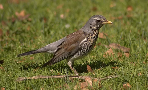 Fieldfare (Turdus pilaris) — photo 2 of 4