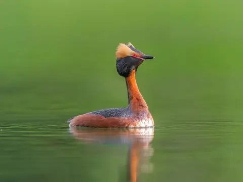 Horned Grebe