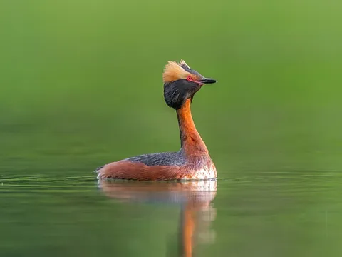 Horned Grebe