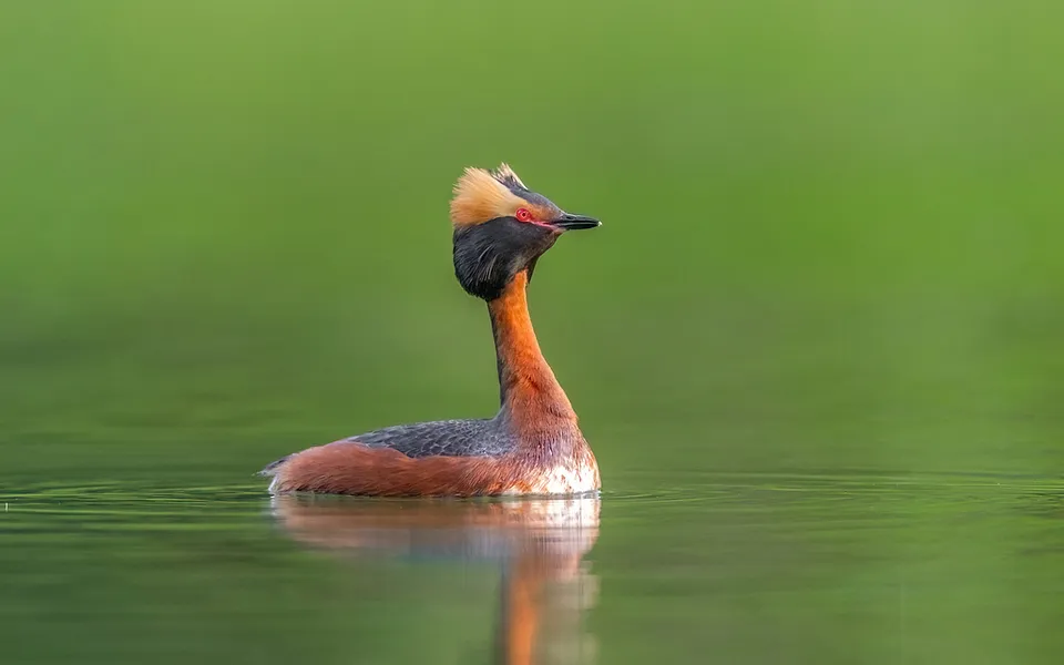 Horned Grebe (Podiceps auritus) — photo 1 of 4