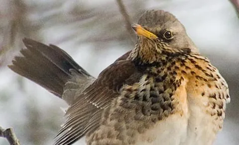 Fieldfare (Turdus pilaris) — photo 3 of 4