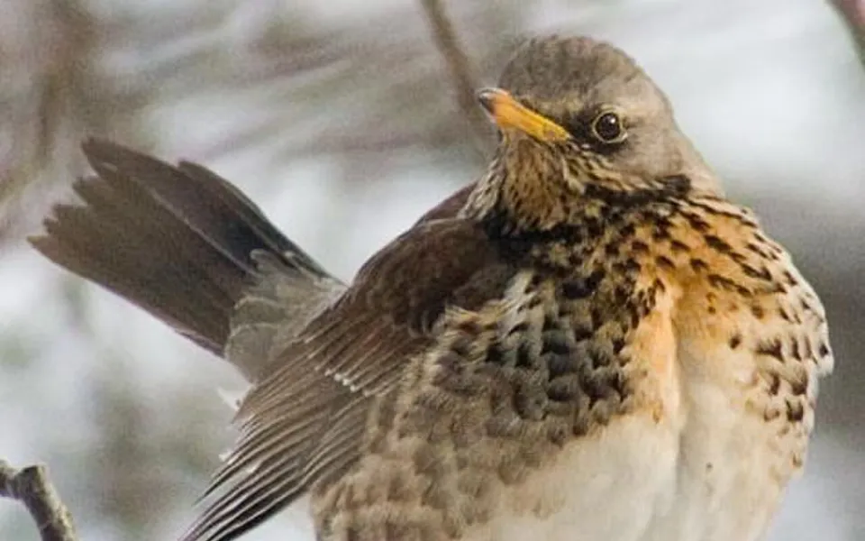 Fieldfare (Turdus pilaris) — photo 3 of 4