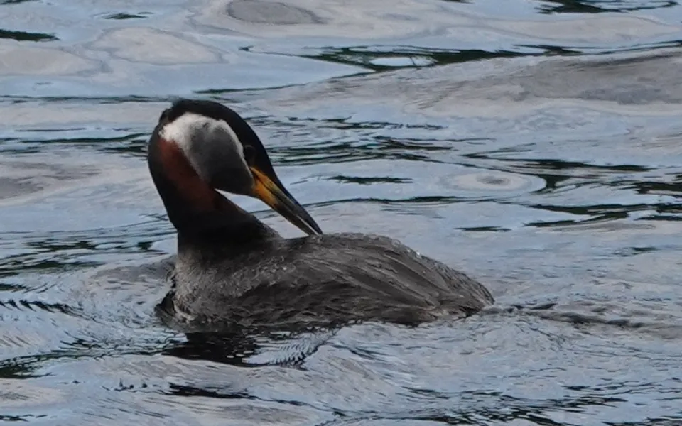 Red-necked Grebe (Podiceps grisegena) — photo 2 of 4