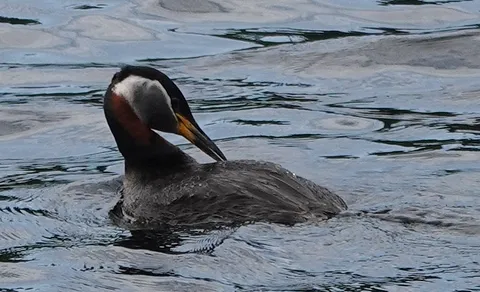Red-necked Grebe (Podiceps grisegena) — photo 2 of 4