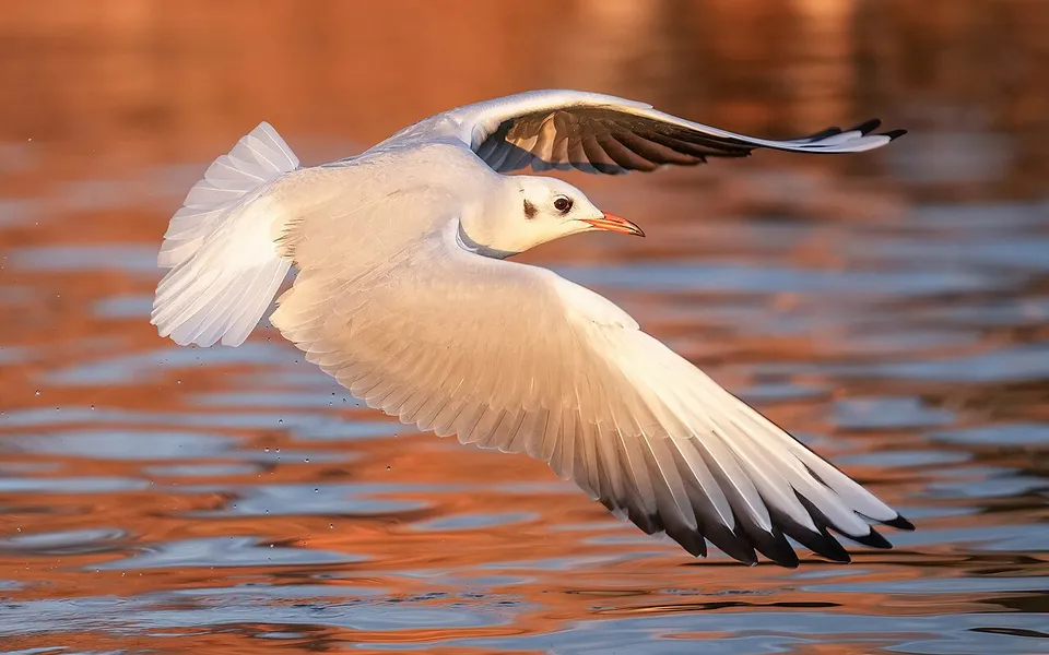 Black-headed Gull (Chroicocephalus ridibundus) — photo 5 of 5