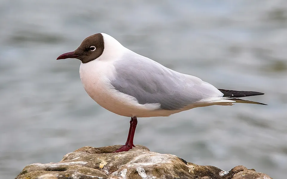 Black-headed Gull (Chroicocephalus ridibundus) — photo 1 of 5