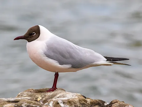 Black-headed Gull