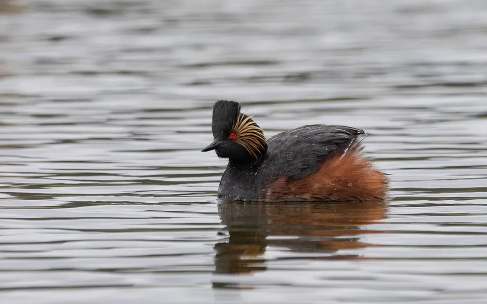 Eared Grebe (Podiceps nigricollis) — photo 1 of 3