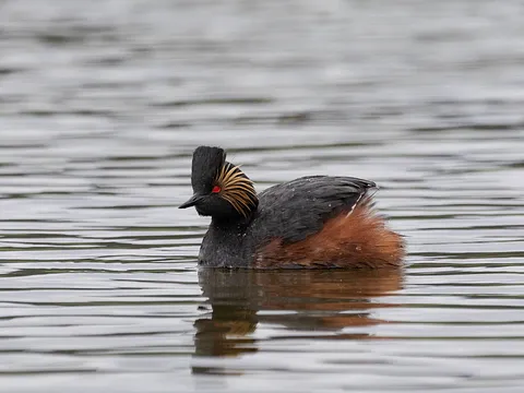 Eared Grebe
