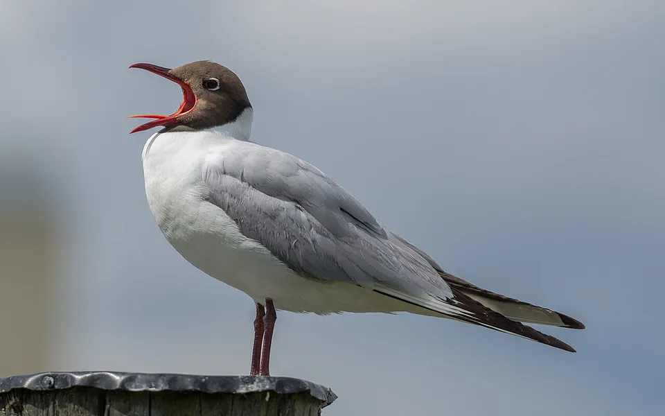 Black-headed Gull (Chroicocephalus ridibundus) — photo 3 of 5