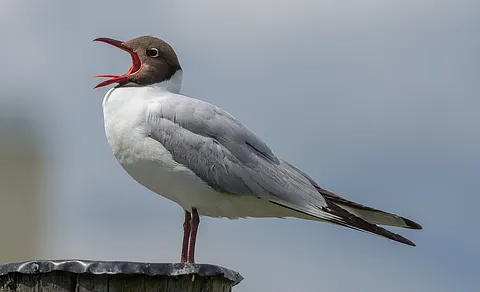 Black-headed Gull (Chroicocephalus ridibundus) — photo 3 of 5