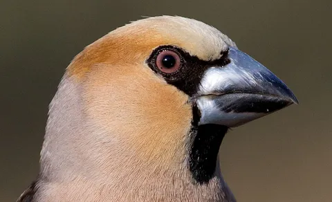 Hawfinch (Coccothraustes coccothraustes) — photo 3 of 3