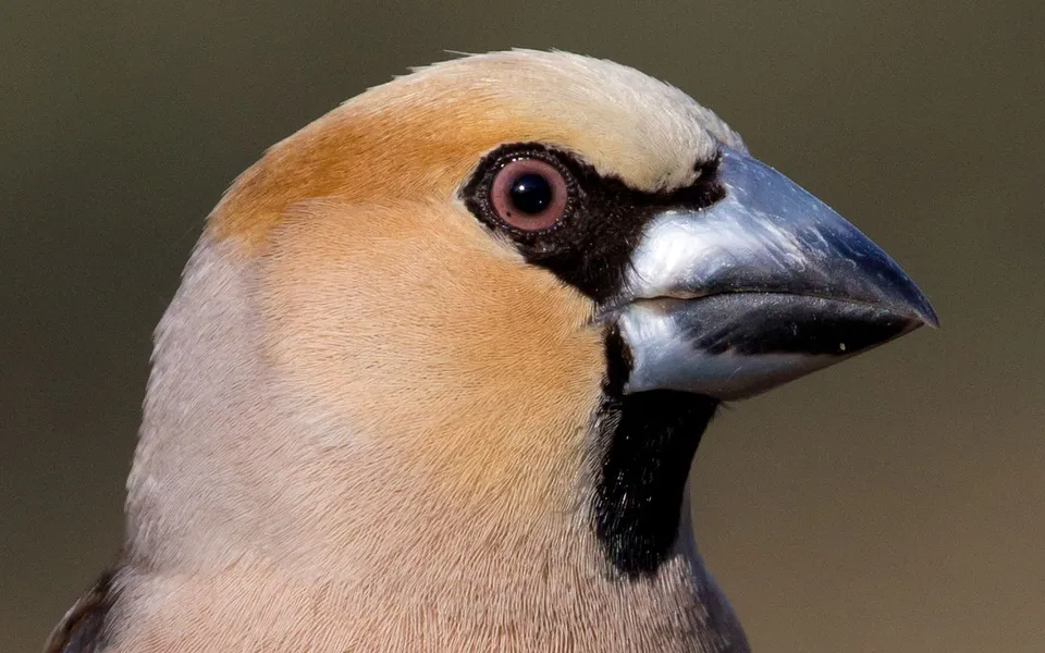 Hawfinch (Coccothraustes coccothraustes) — photo 3 of 3
