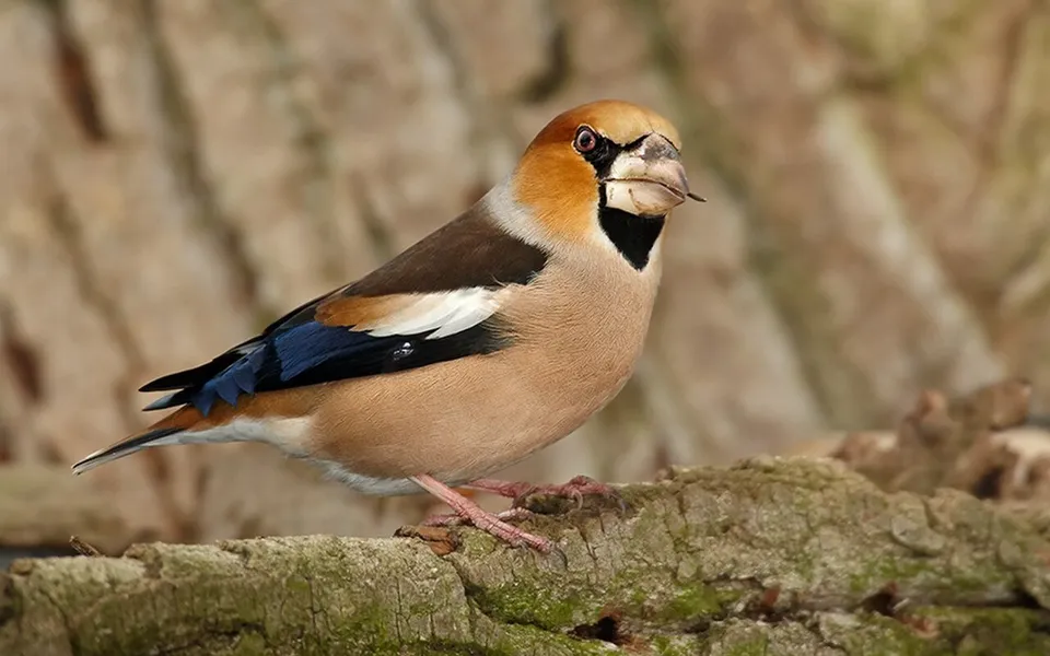 Hawfinch (Coccothraustes coccothraustes) — photo 2 of 3