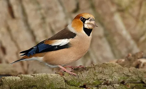 Hawfinch (Coccothraustes coccothraustes) — photo 2 of 3