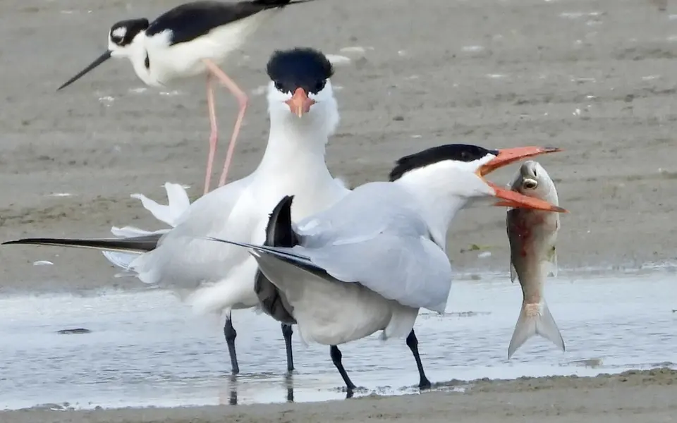 Caspian Tern (Hydroprogne caspia) — photo 5 of 5