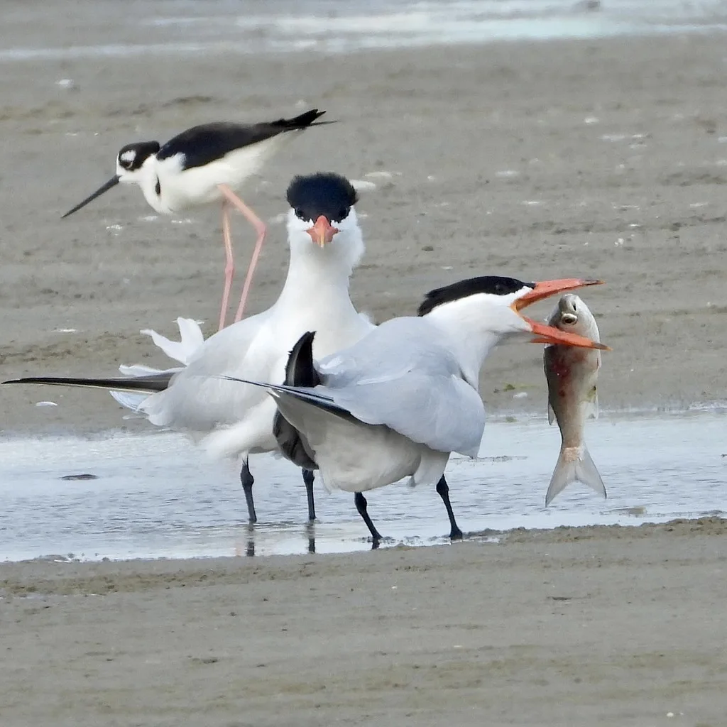 Caspian Tern