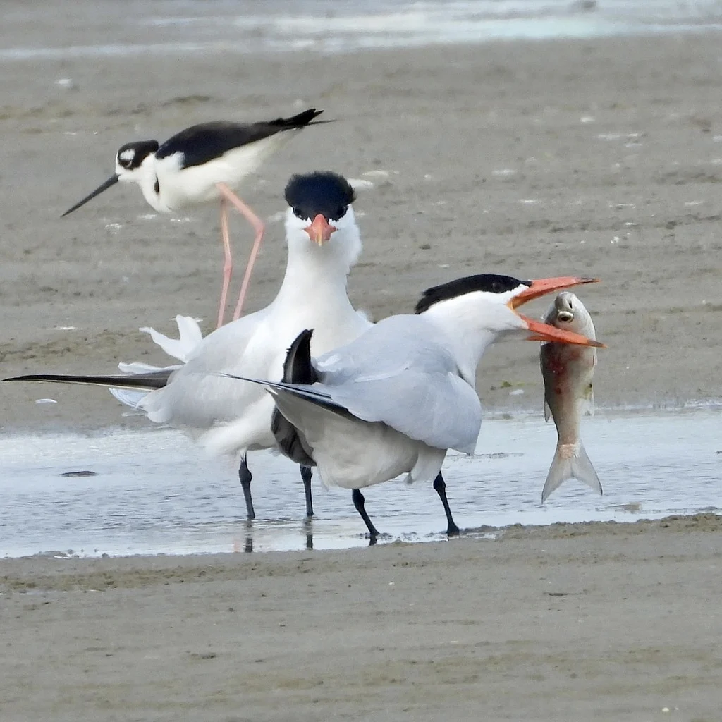 Caspian Tern