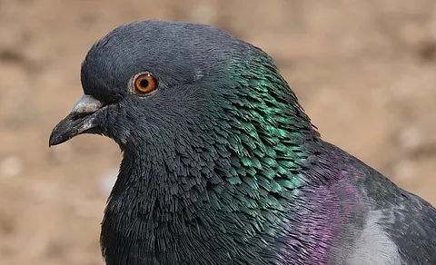 Rock Pigeon (Columba livia) — photo 3 of 4