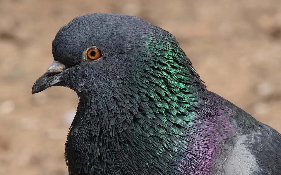 Rock Pigeon (Columba livia) — photo 3 of 4