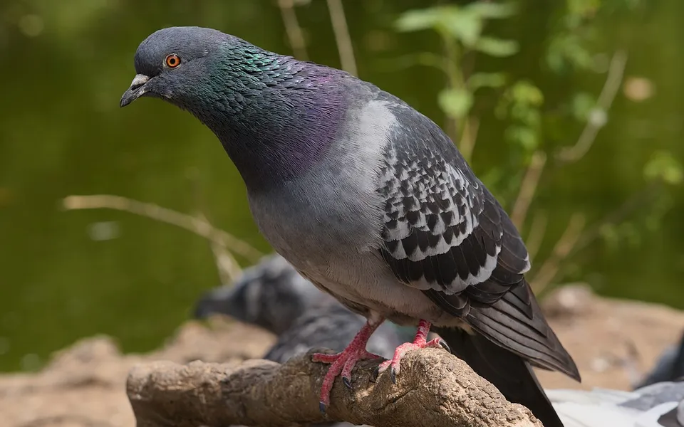 Rock Pigeon (Columba livia) — photo 4 of 4