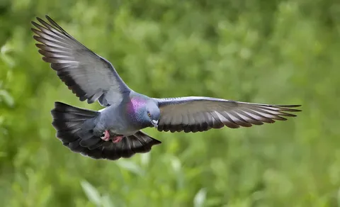 Rock Pigeon (Columba livia) — photo 2 of 4