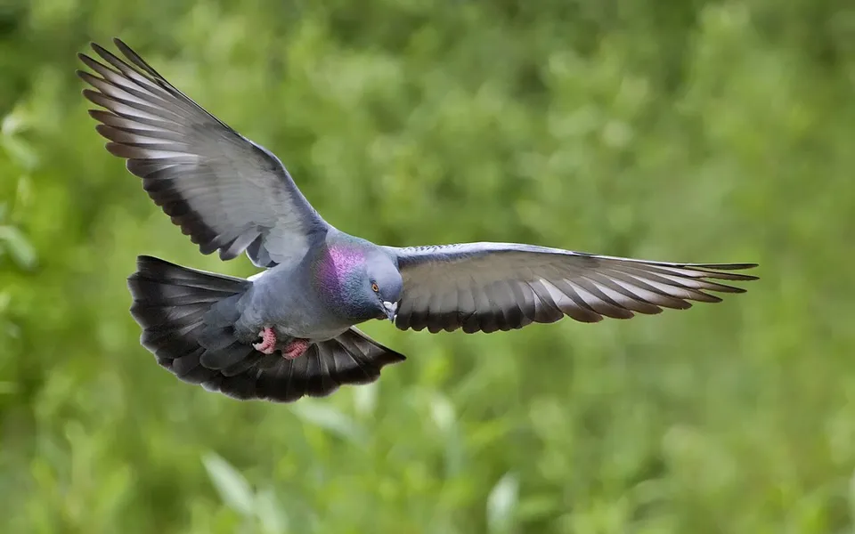 Rock Pigeon (Columba livia) — photo 2 of 4