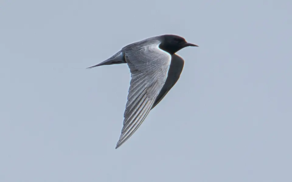 Black Tern (Chlidonias niger) — photo 2 of 4