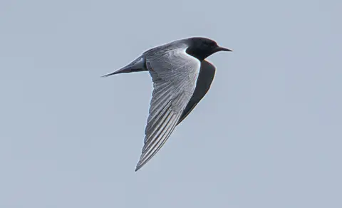 Black Tern (Chlidonias niger) — photo 2 of 4