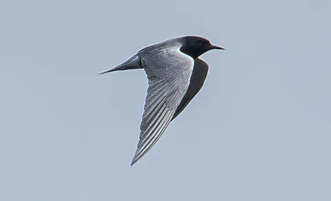 Black Tern