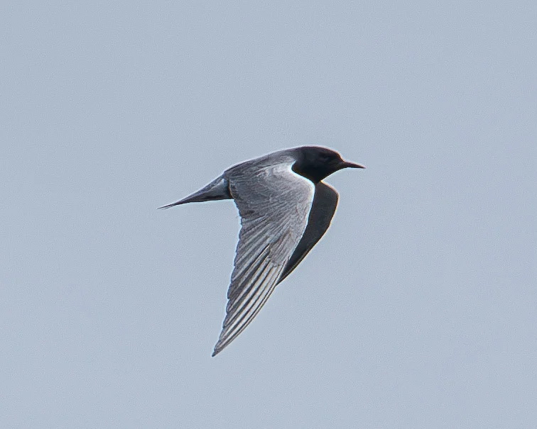 Black Tern