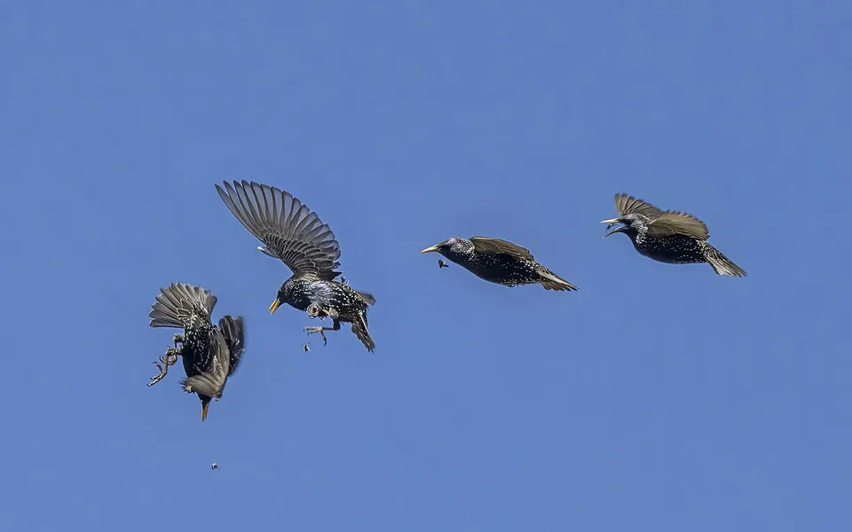European Starling (Sturnus vulgaris) — photo 6 of 6