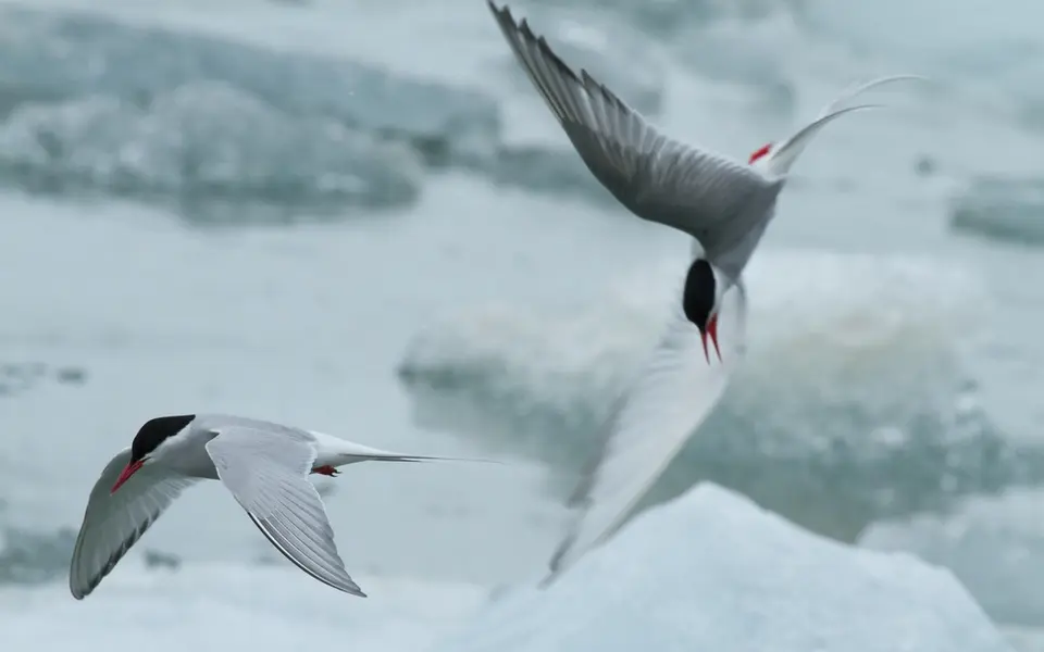 Arctic Tern (Sterna paradisaea) — photo 5 of 5