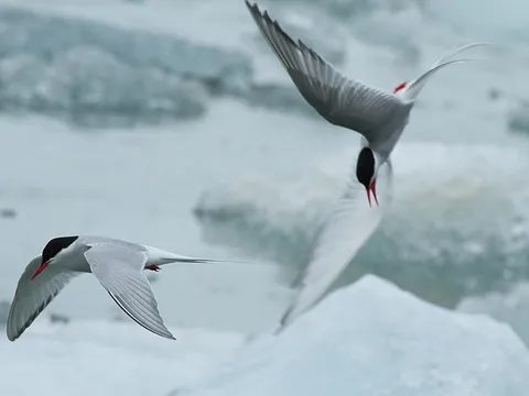 Полярная крачка