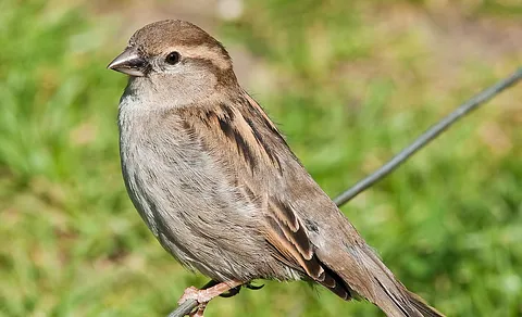 House Sparrow (Passer domesticus) — photo 3 of 4