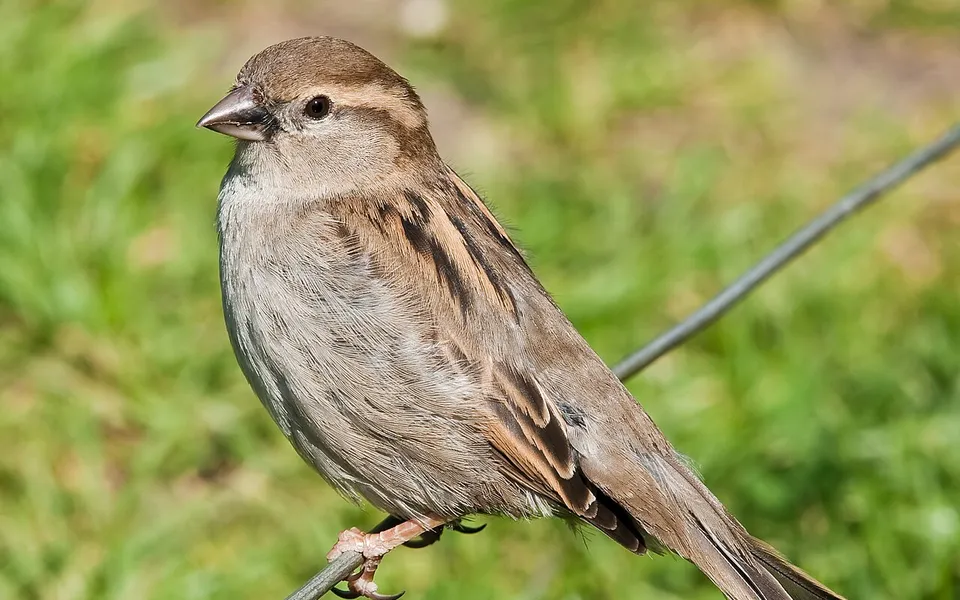 House Sparrow (Passer domesticus) — photo 3 of 4