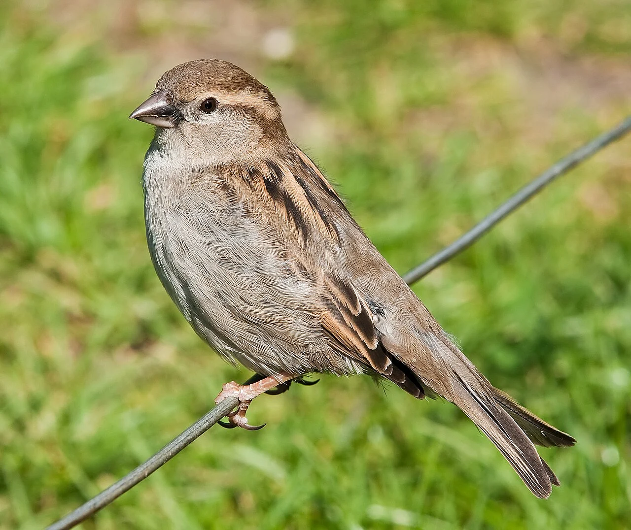 House Sparrow (Passer domesticus) — photo 3 of 4
