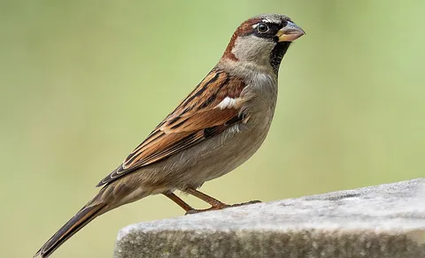 House Sparrow (Passer domesticus) — photo 2 of 4