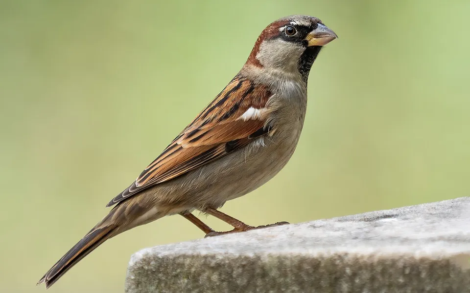 House Sparrow (Passer domesticus) — photo 2 of 4