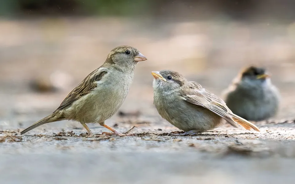 House Sparrow (Passer domesticus) — photo 4 of 4