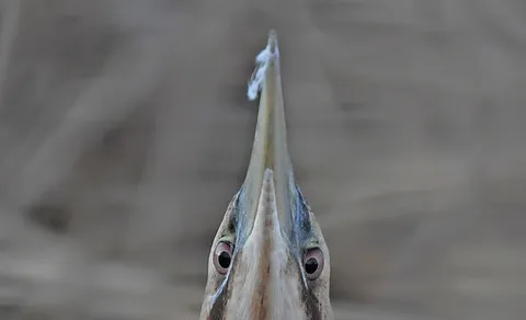 Eurasian Bittern (Botaurus stellaris) — photo 2 of 3