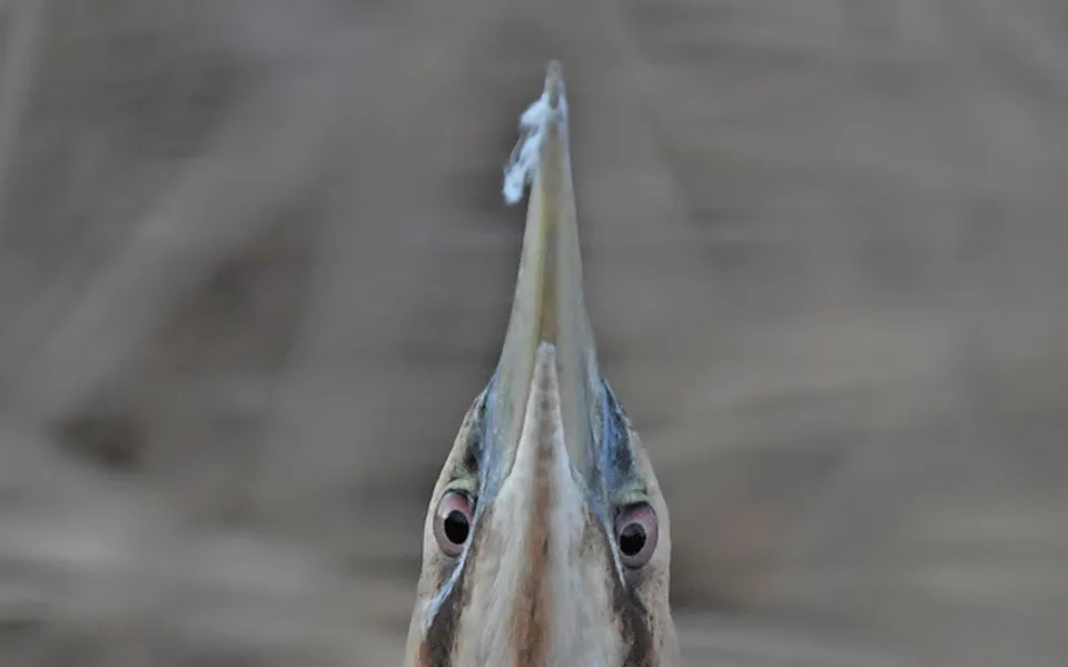 Eurasian Bittern (Botaurus stellaris) — photo 2 of 3