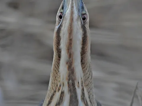 Большая выпь