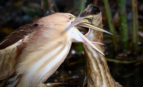 Little Bittern (Botaurus minutus) — photo 3 of 3