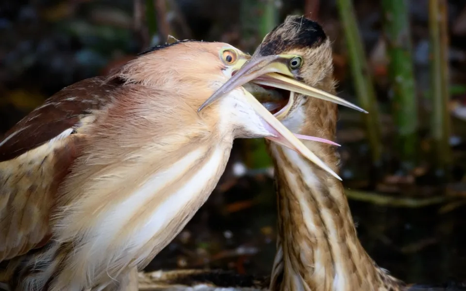 Little Bittern (Botaurus minutus) — photo 3 of 3
