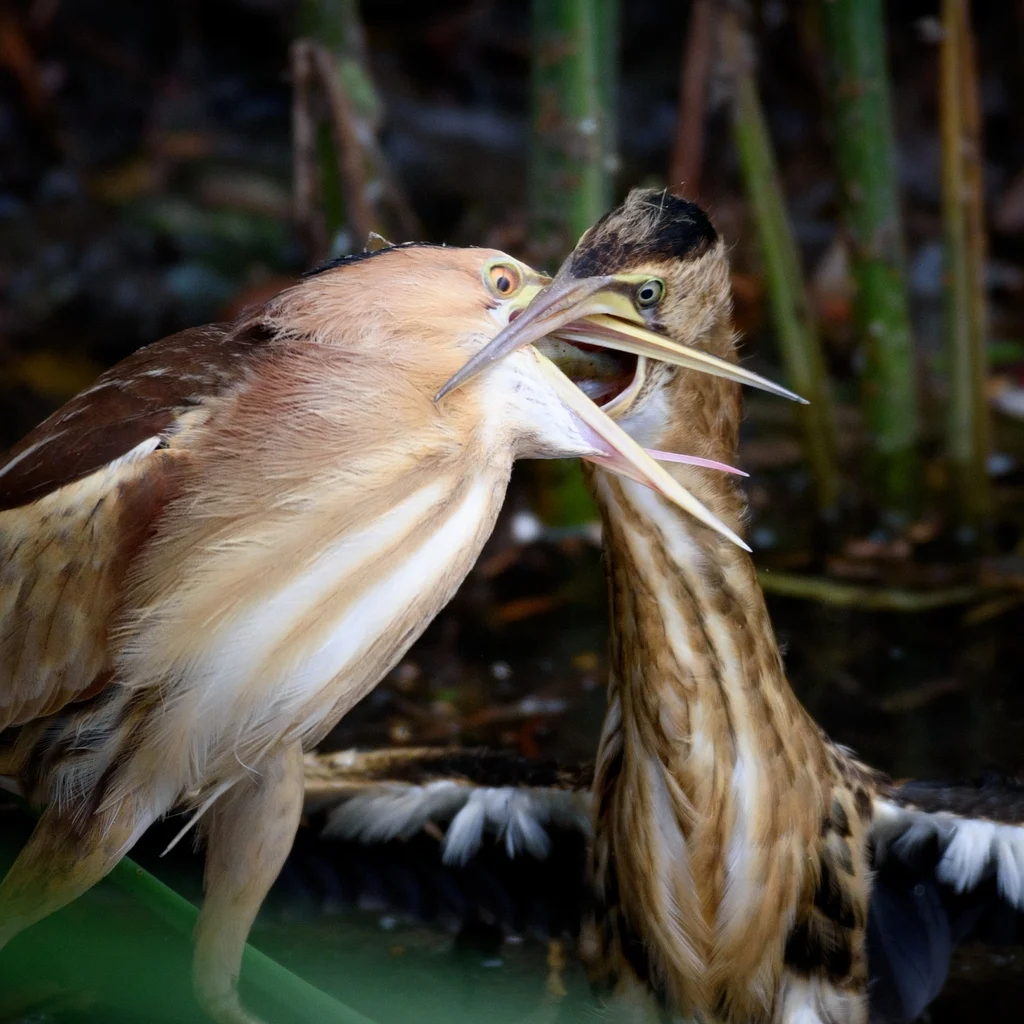 Little Bittern (Botaurus minutus) — photo 3 of 3