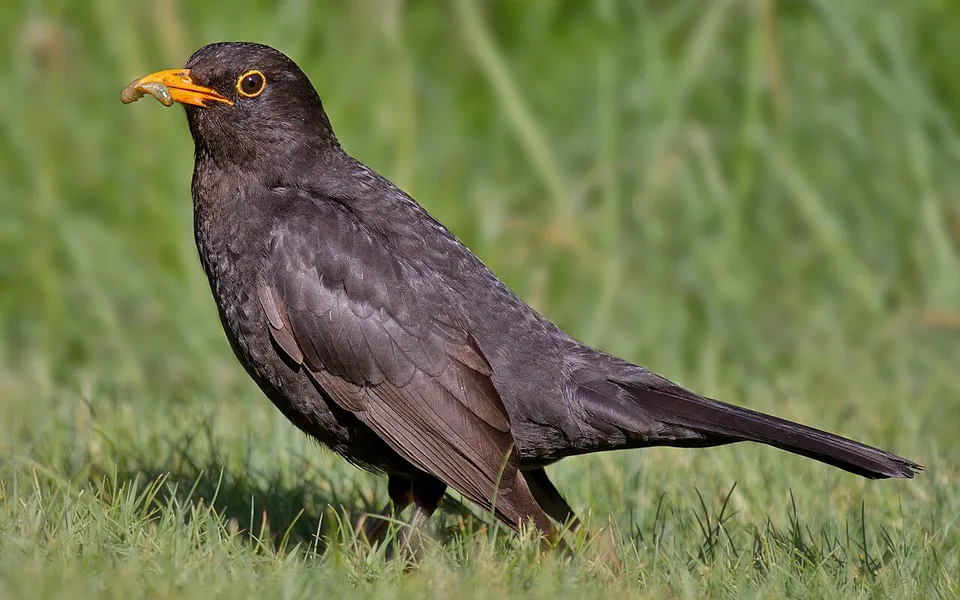 Eurasian Blackbird (Turdus merula) — photo 2 of 4