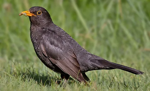 Eurasian Blackbird (Turdus merula) — photo 2 of 4