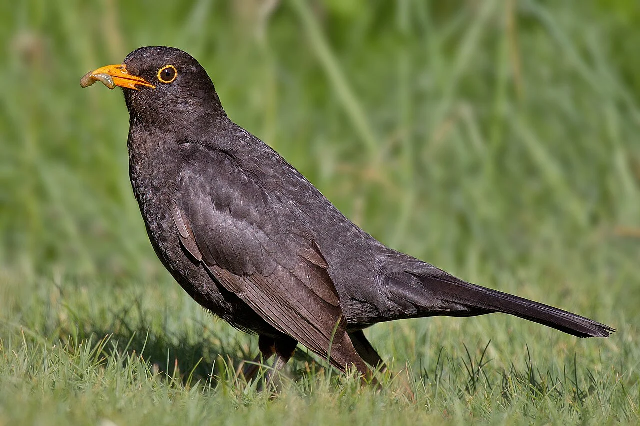 Eurasian Blackbird (Turdus merula) — photo 2 of 4
