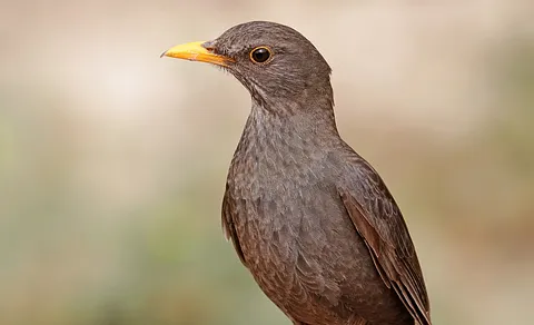 Eurasian Blackbird (Turdus merula) — photo 3 of 4